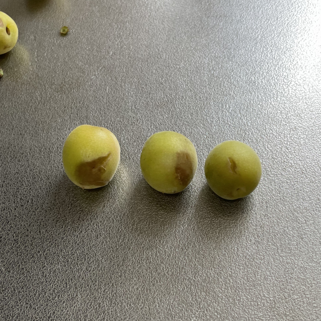 傷みのある小梅の写真