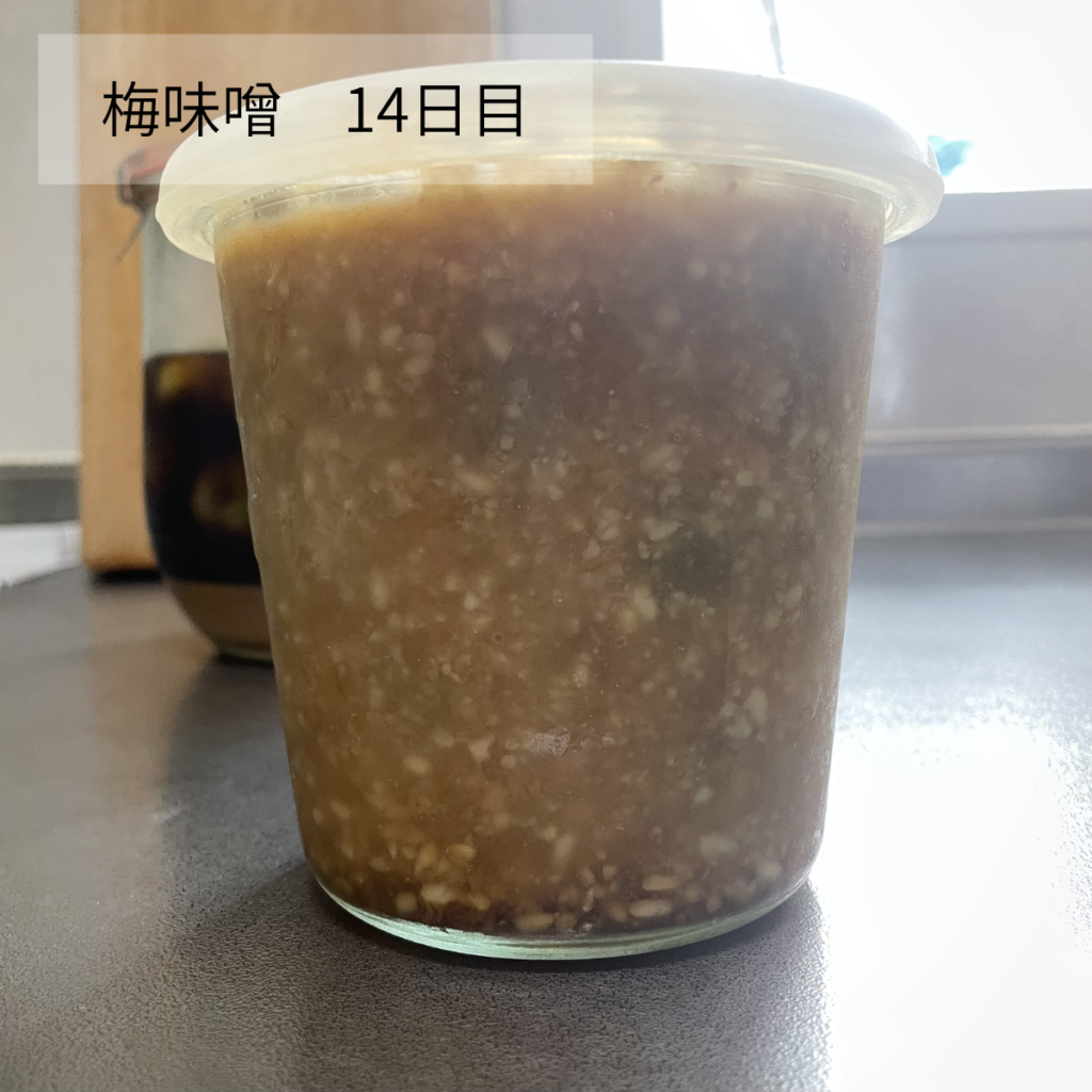 梅味噌14日目の写真